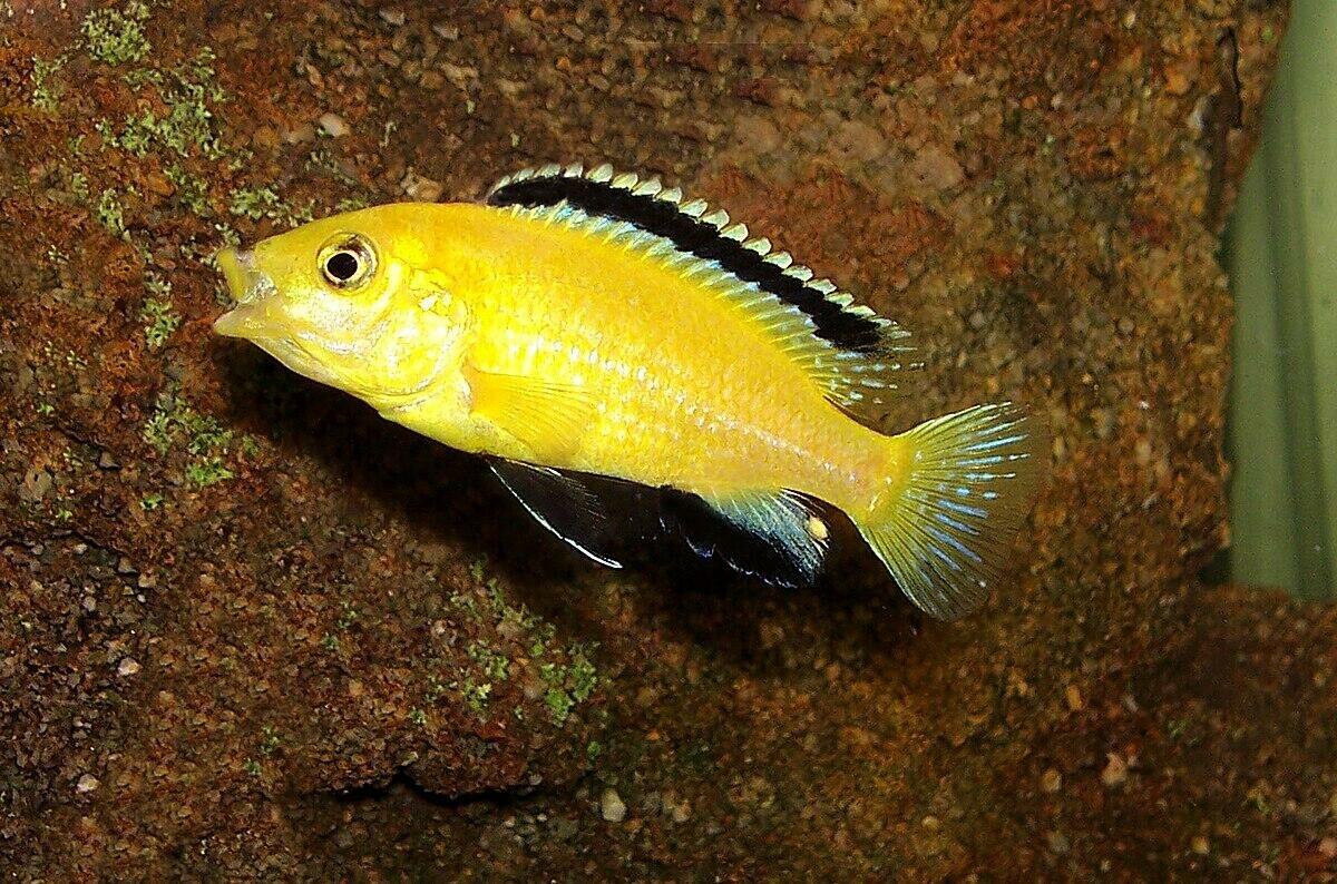 Imagem do Labidochromis